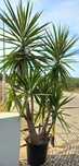 Yucca 2,5-2,7m várias ramificações