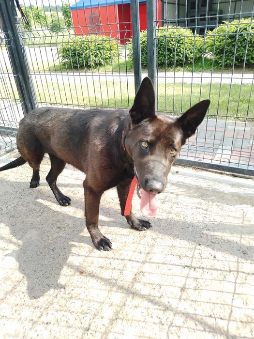 Te psiaki czekają na domy tymczasowe - pomóż!