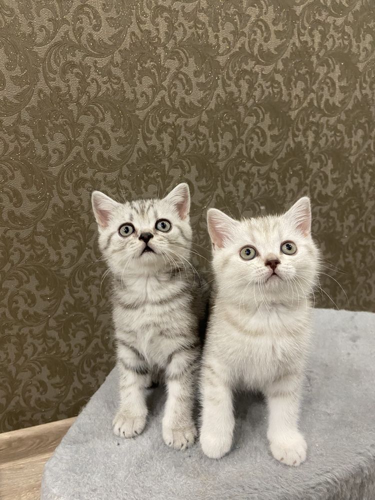 Чистокровные шотландские  котята