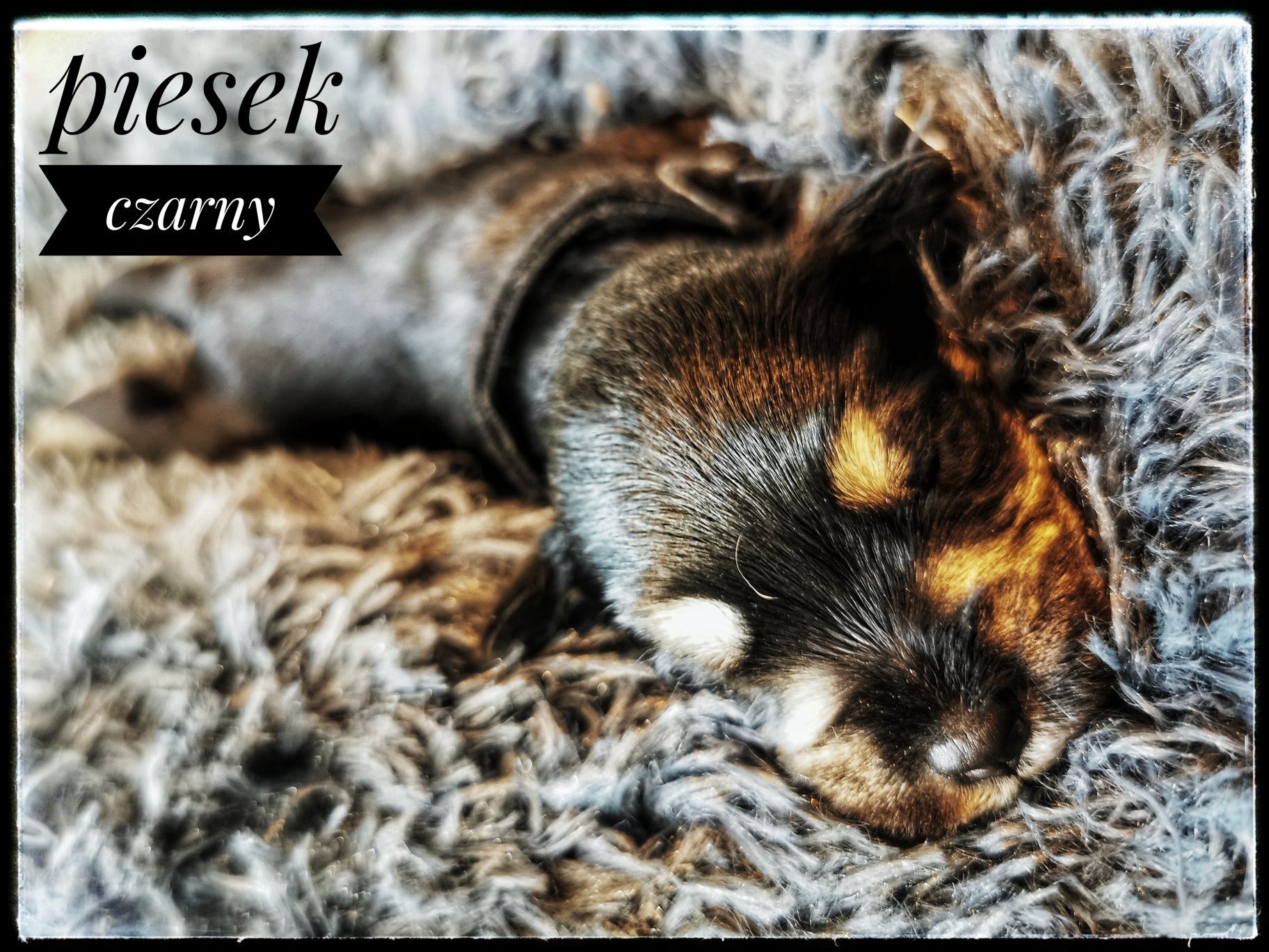 Sznaucer miniaturowy - piesek czarny podpalany