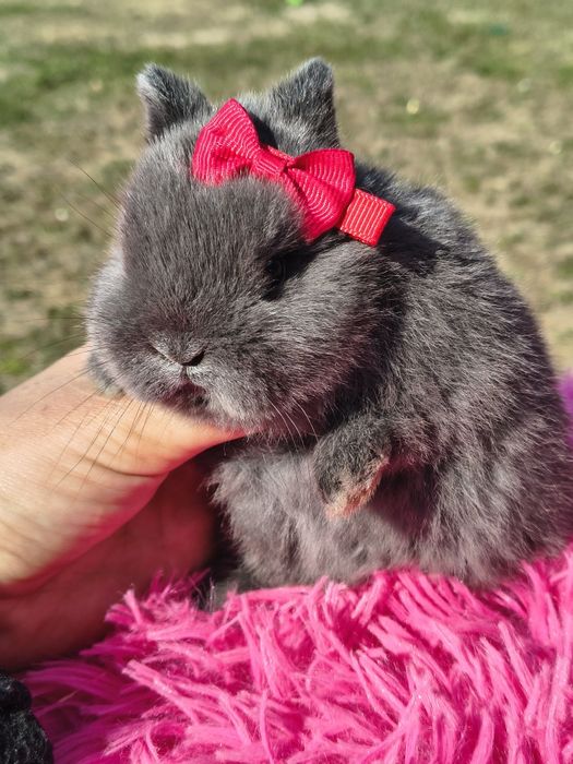 Króliki miniaturki karzełek niderlandzki