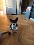 Oddamy w dobre ręce Moly- Jack Russell terrier