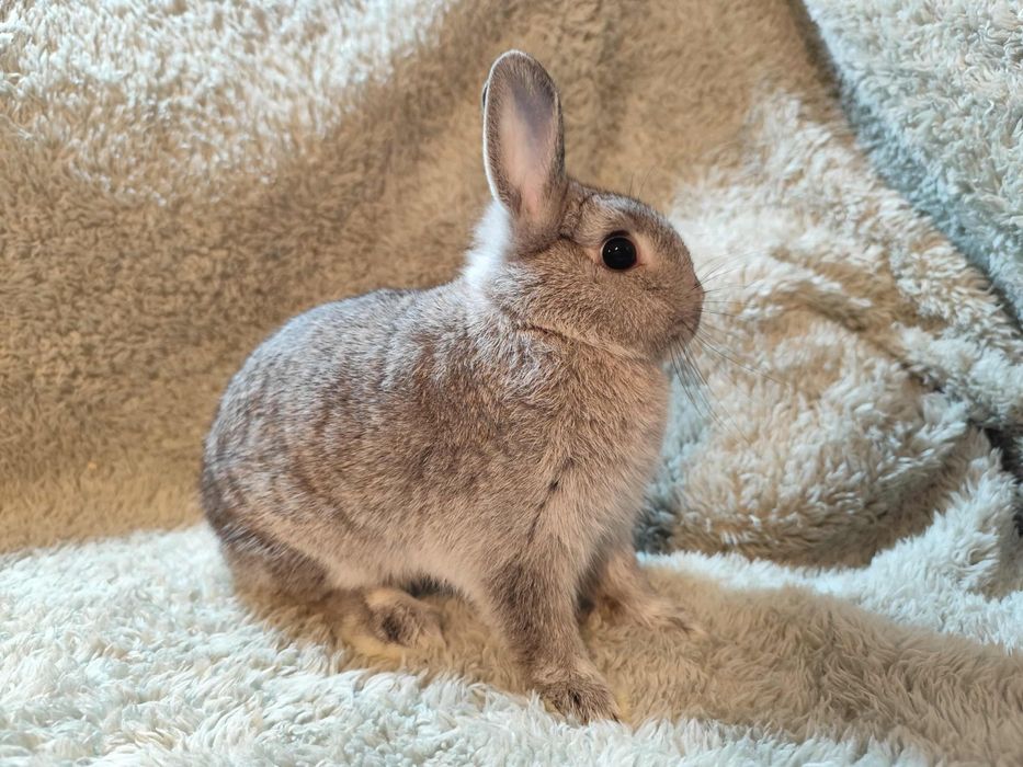Coelha anã linda!
