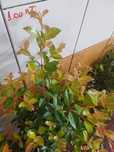Eugenias myrtifolias