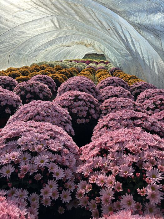 Chryzantemy drobnokwiatowe