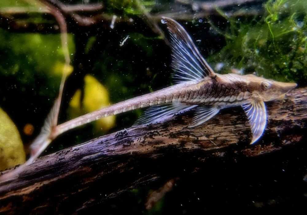Sturisoma aureum - sturisoma złocista (zbrojnik)