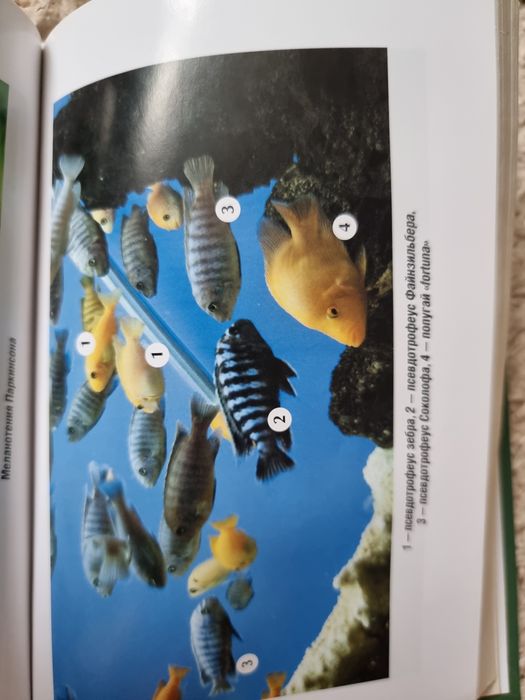Книга аквариум практическое руководство