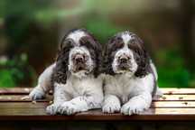 Springer Spaniel Angielski z rodowodem
