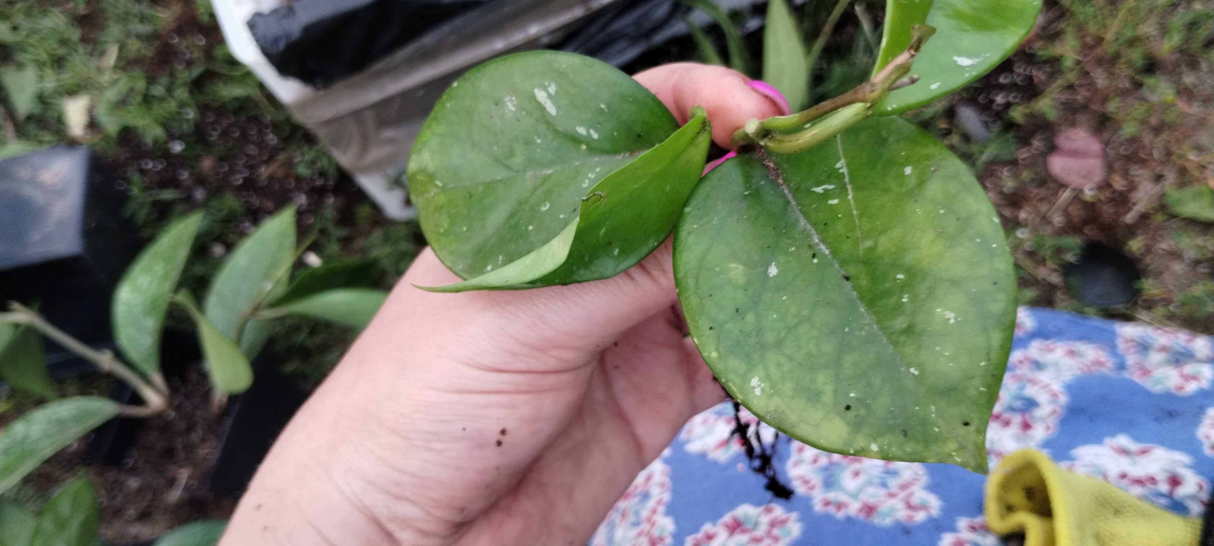 hoya splash, większa sadzonka