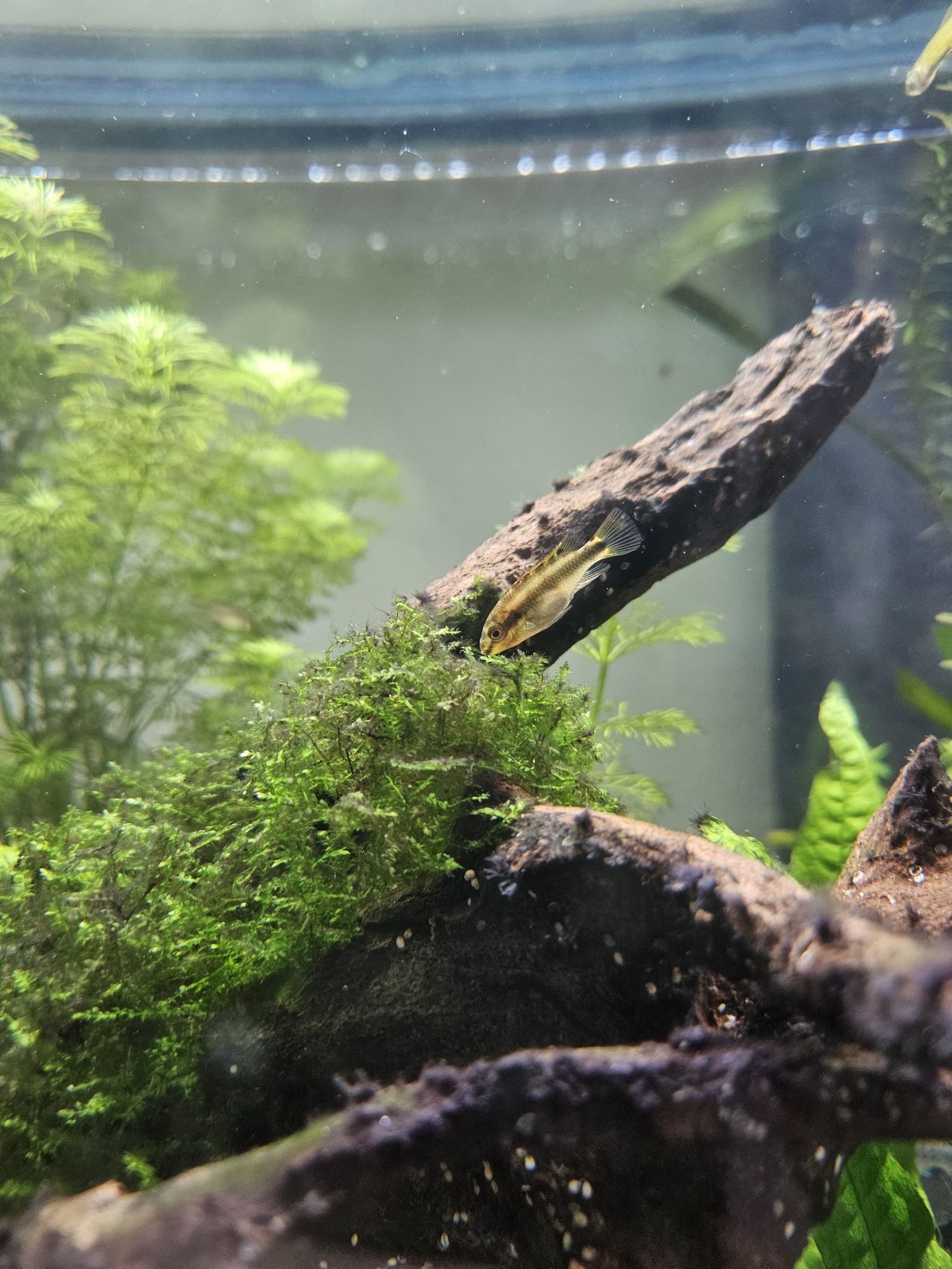 Kribensis diferentes tamanhos