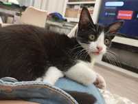 Gato,  3   meses