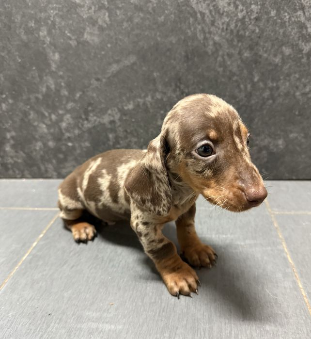 Teckel choco Arlequim