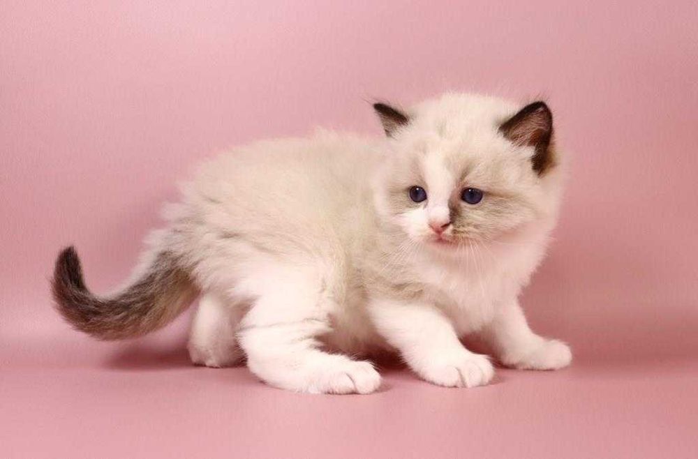 Котик з яскравими синіми очима-порода Ragdoll //регдолл