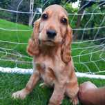 Cocker Spaniel "REZERWACJA"