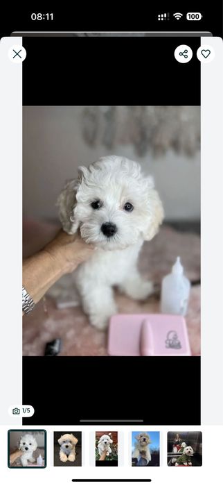 W h i t e‼️ Мальтипу; мальтіпу