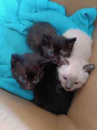 3 Gatinhos para adoção (já disponíveis)