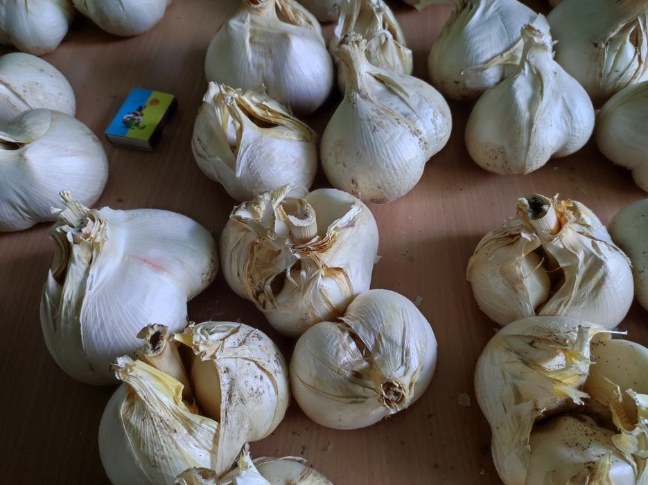 Часник Рокамболь домашній 1кг гігантський часник