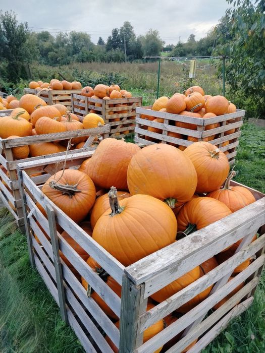 Świeże dynie z gospodarstwa – 1,5 zł/kg