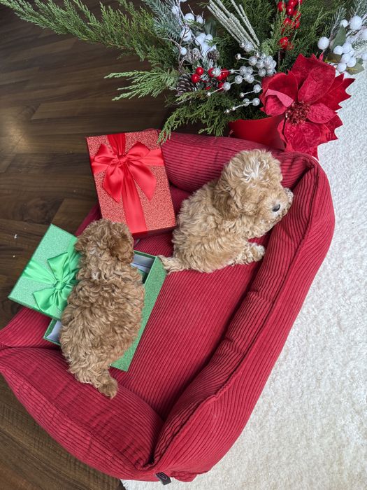 Найкрасіші цуценятка під ялинку мальтипу