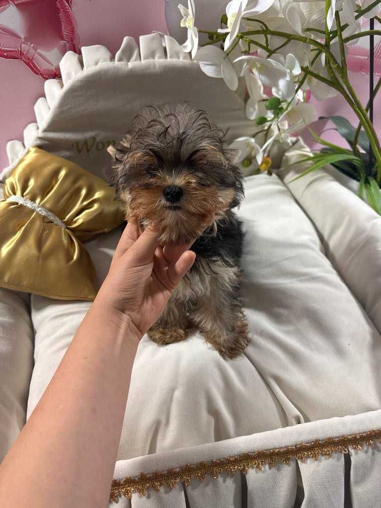 York Yorkshire Terrier słodki chłopczyk Czarno złoty gotowy do odbioru
