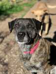 Jane - Para Adopção
