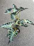 Алоказія Локо (alocasia Loco)