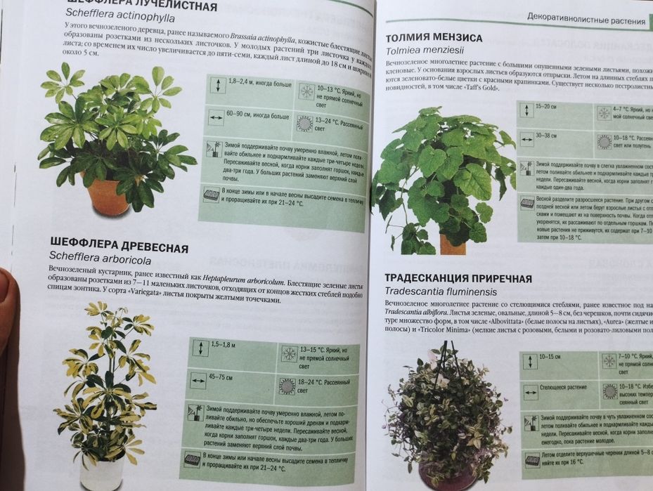 Энциклопедия комнатных растений