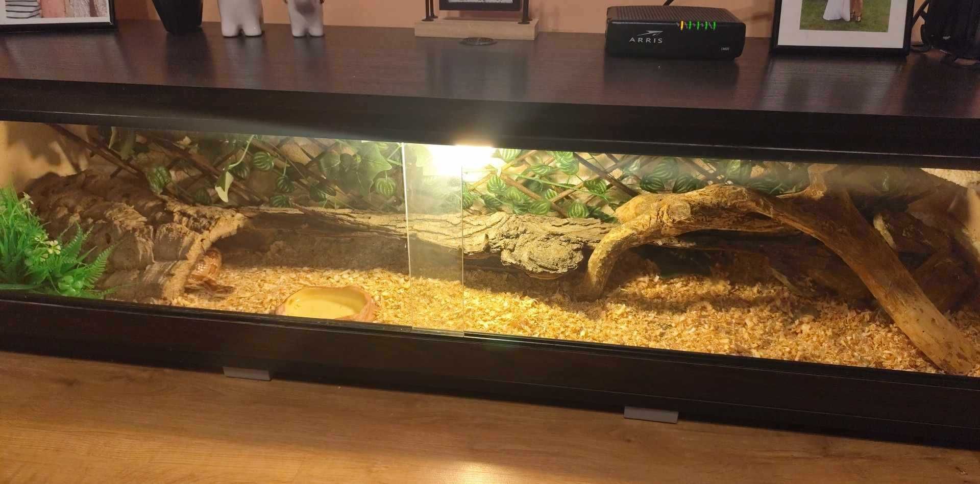 Sprzedam węża zbożowego wraz z terrarium