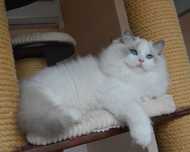 Ragdoll,Reproduktor