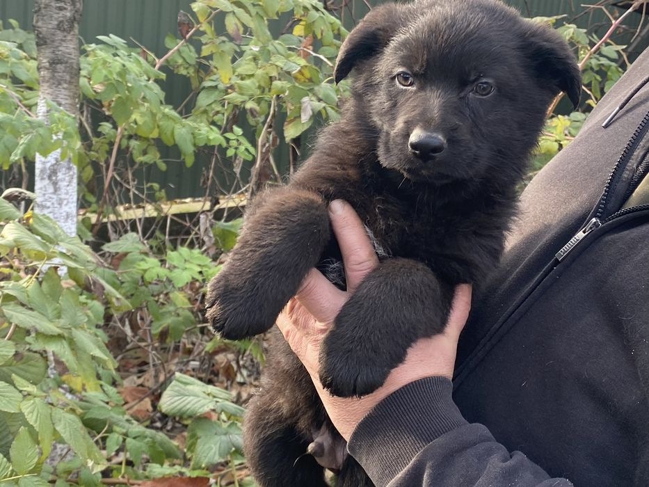 Німецька вівчарка хлопчик