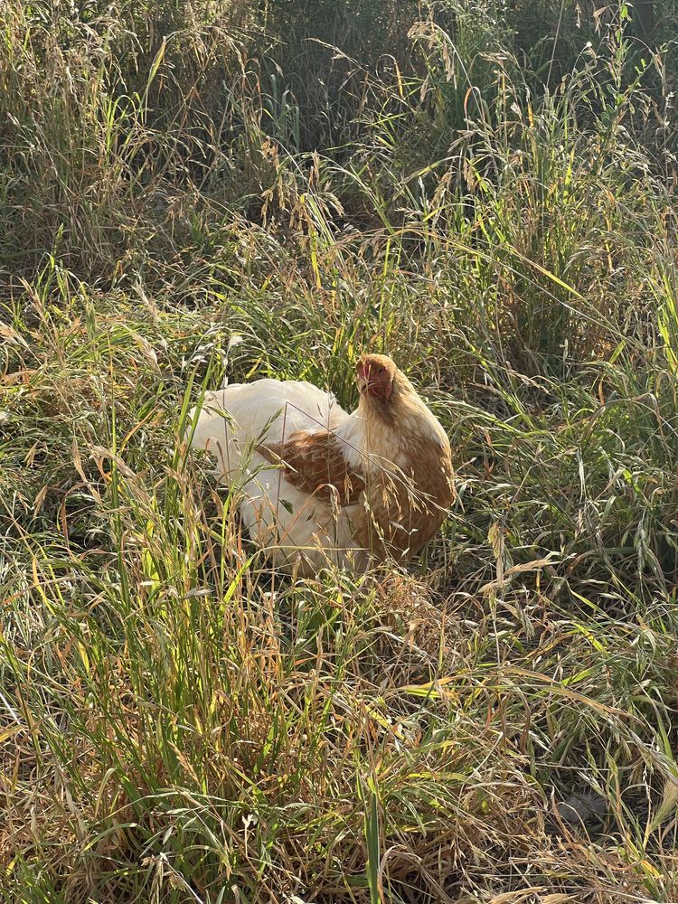 Pintos brahma red pyle