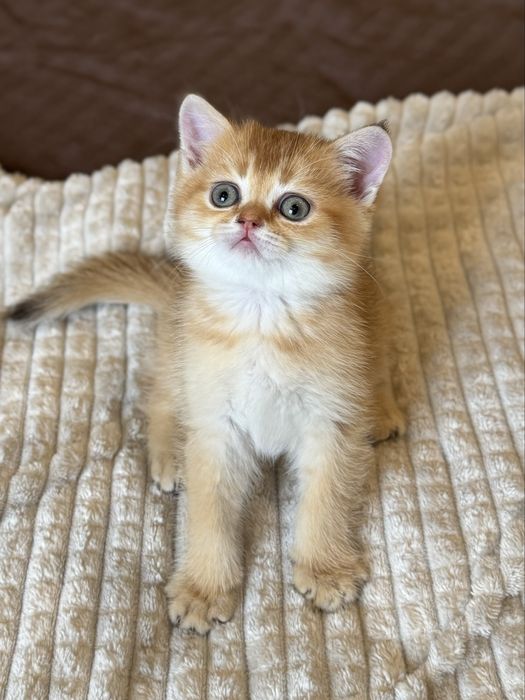 Кошеня британська золота шиншила, хлопчик