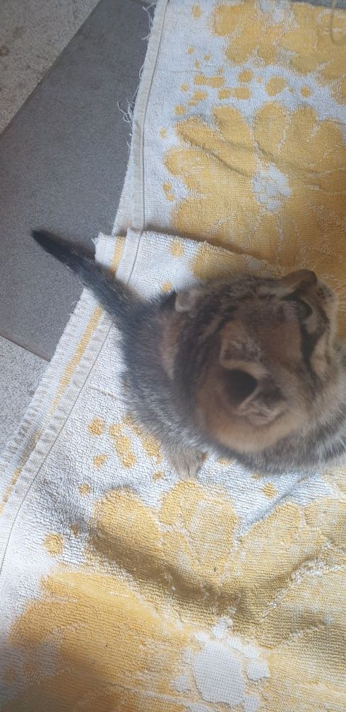 Шотландське висловухе кошеня