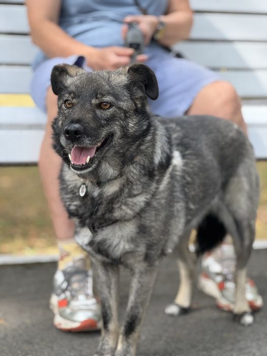 Собака спокійний характер дівчинка нижче коліна