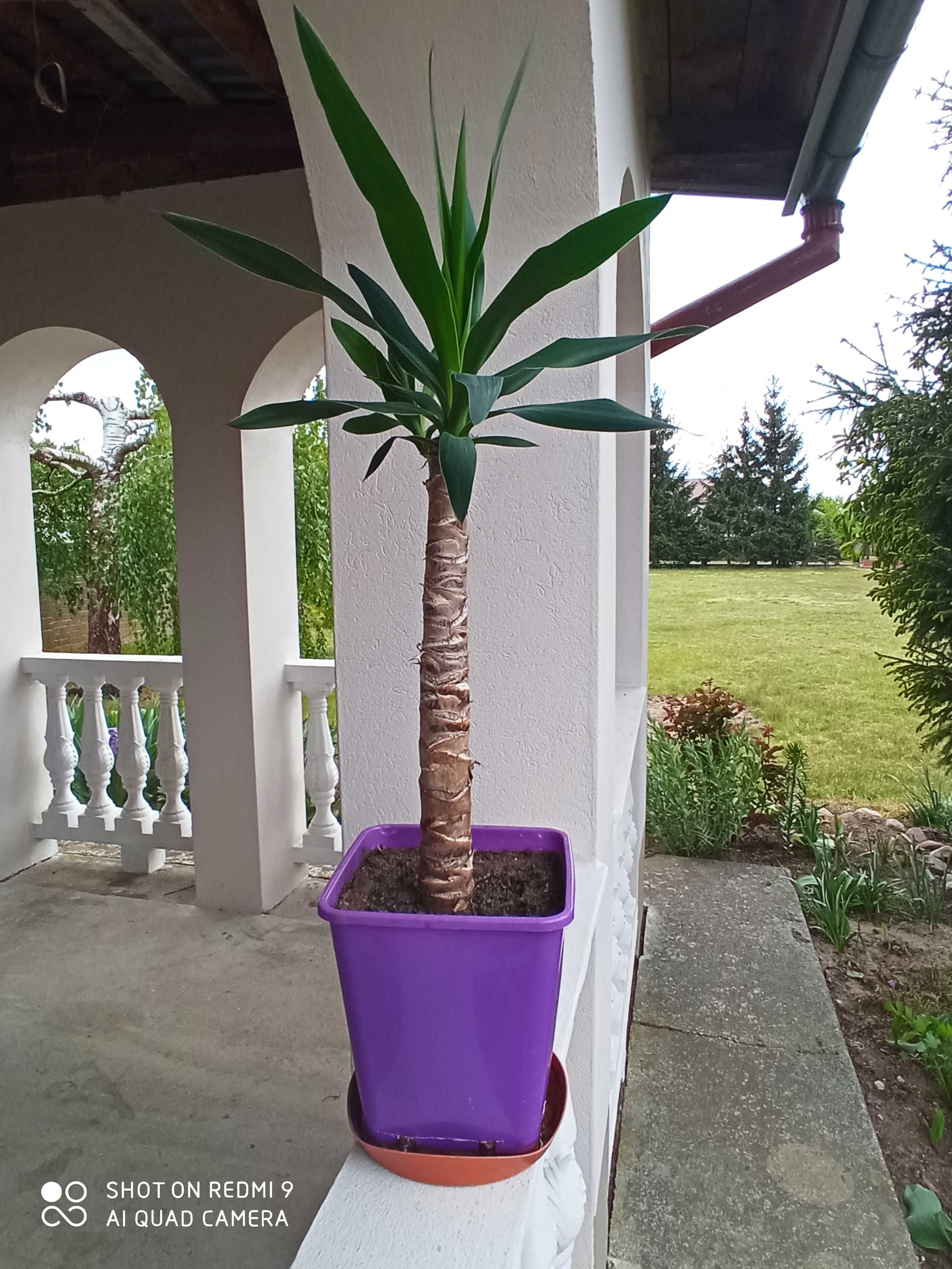 Juka yucca drzewko