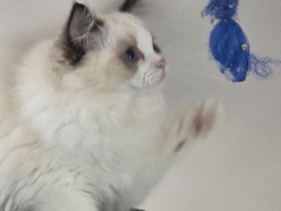 Kotka RAGDOLL z rodowodem FPL