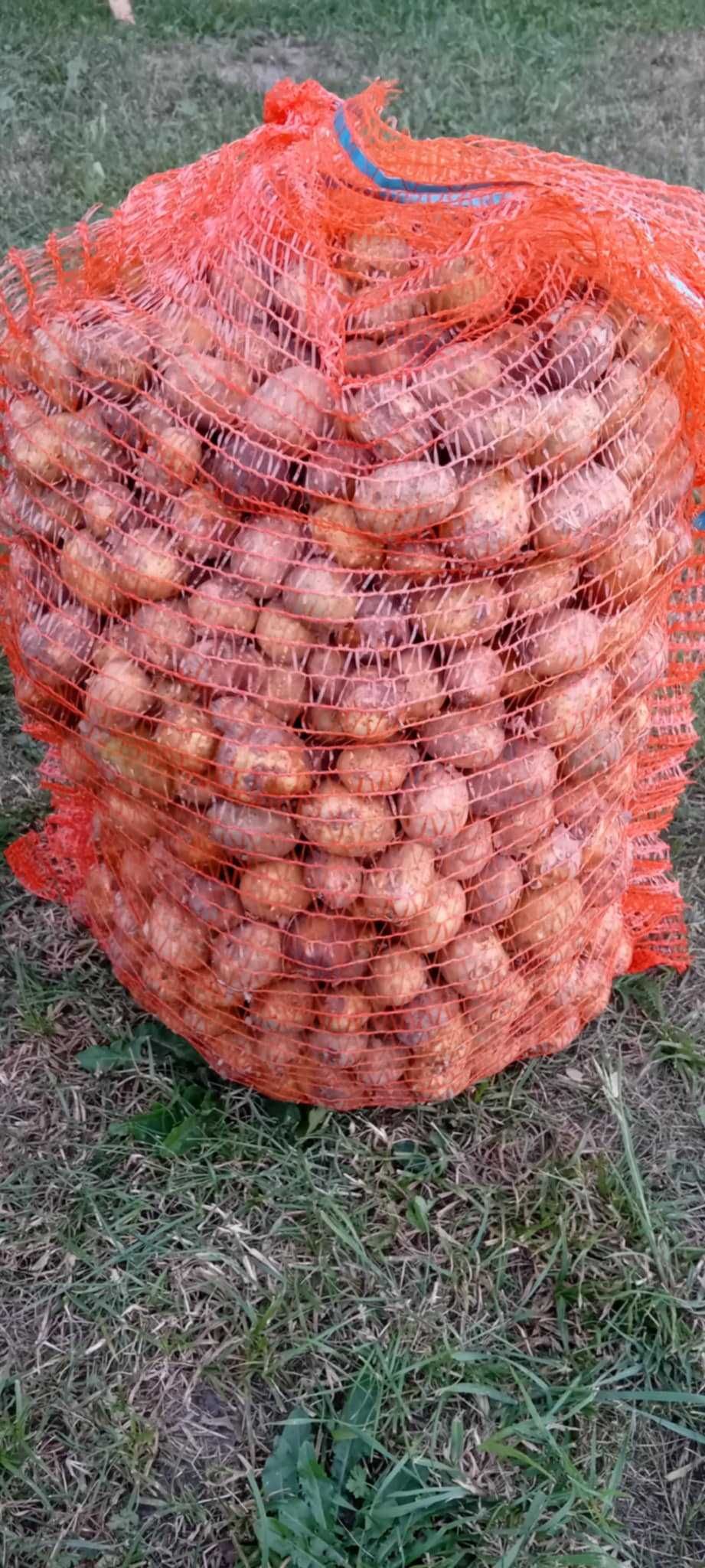 Sprzedam ziemniaki drobne ,odpadowe.