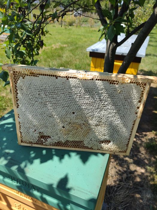 Miód z własnej pasieki Rzepakowy,Wielokwiatowy, Akacjowy, Lipowy 2025r