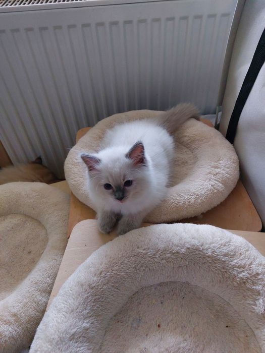 Kocurek Cedric  Ragdoll do rezerwacji FPL/FIFE