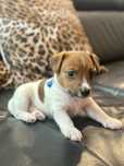 Jack Russell Terier szczeniaki