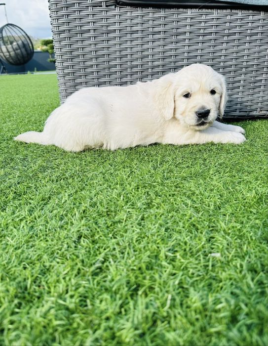 Golden Retriever menino lindo