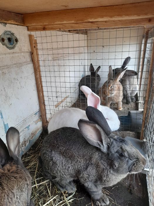 Продам кролів                        .