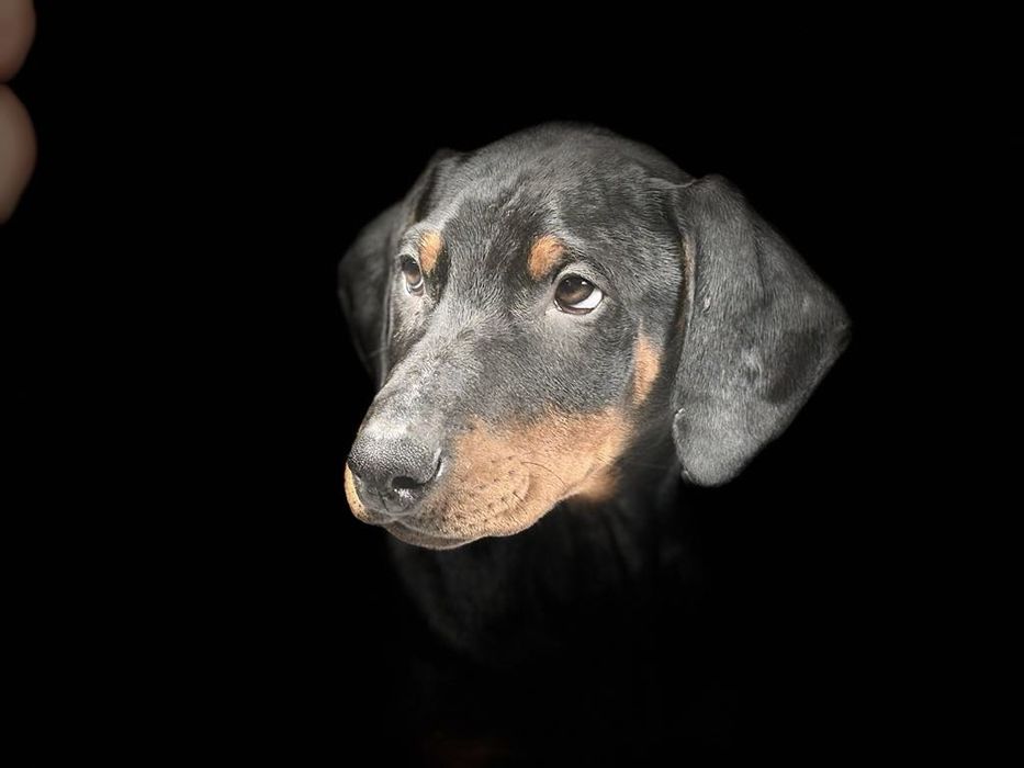 Doberman szczenie.
