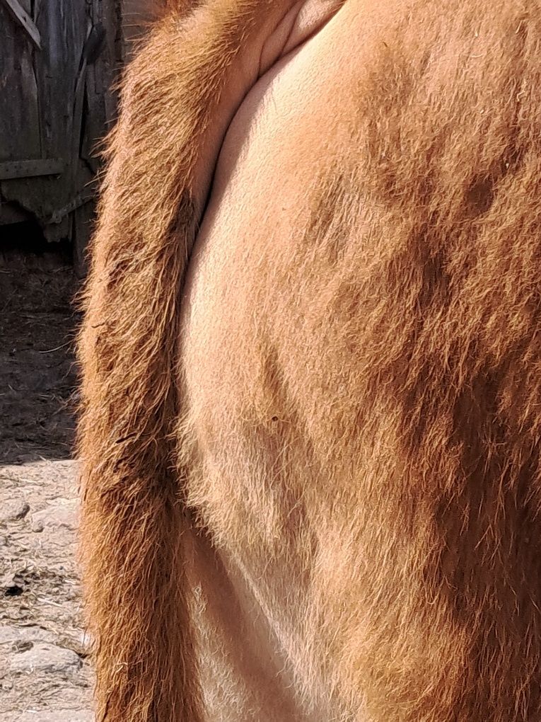 Młodego byczka blonde d'aquitaine i limousine