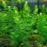Planta Foxtail 4 podas