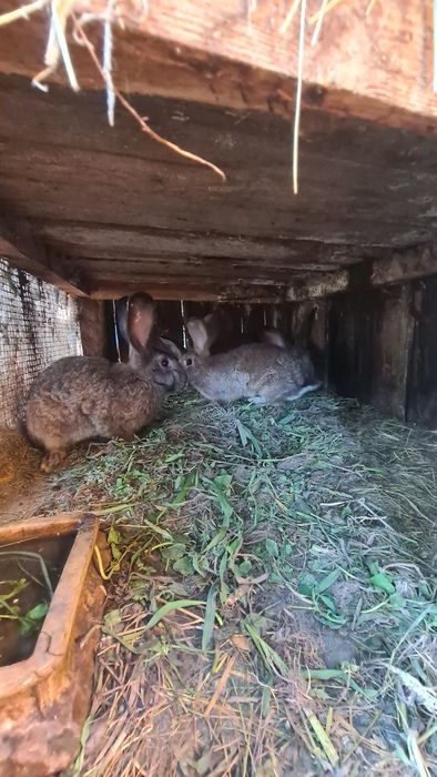 Króliki samice i młode