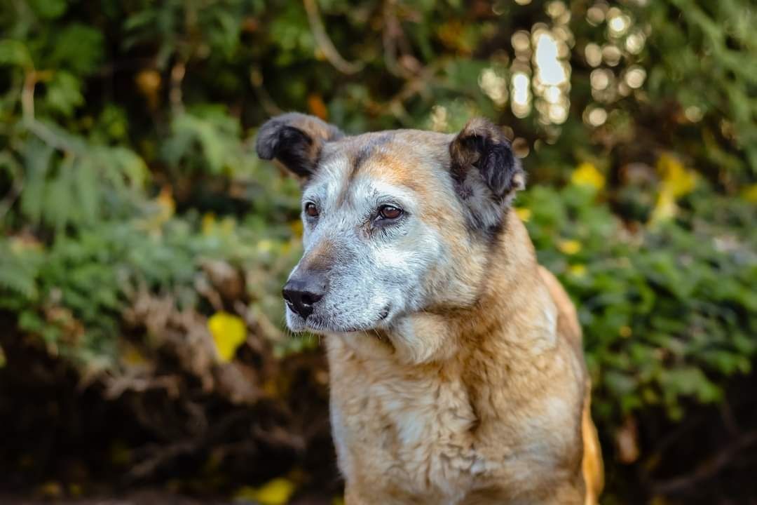 Spokojna, cichutka babunia szuka Domu na jesień życia.