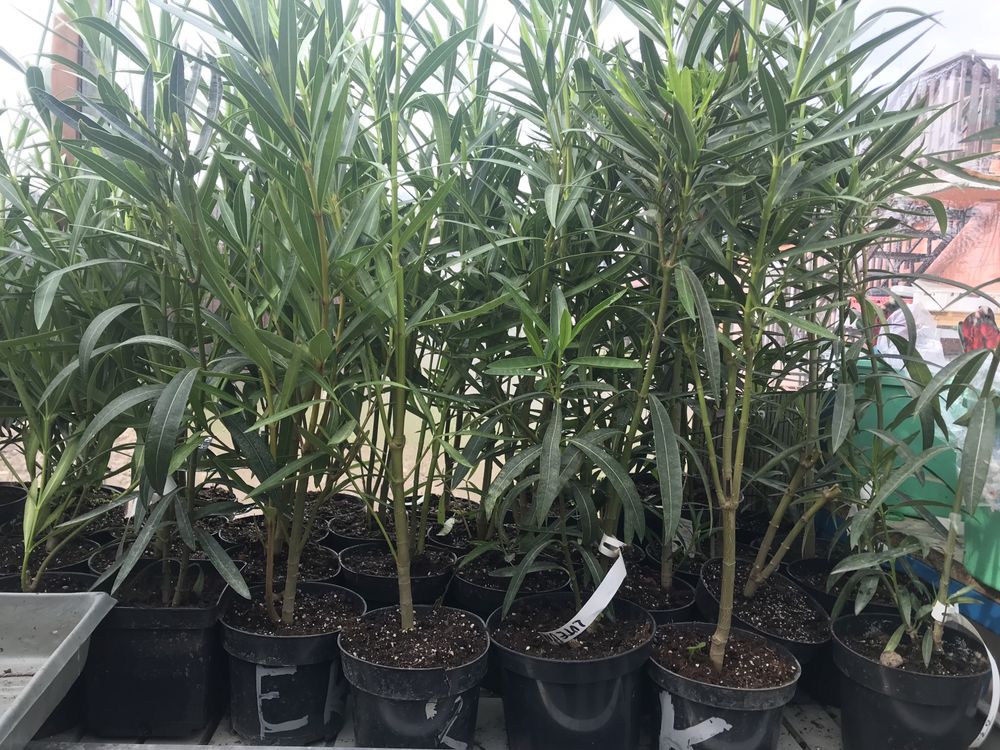 Oleander wiśniowy pełny pachnący kwiatach