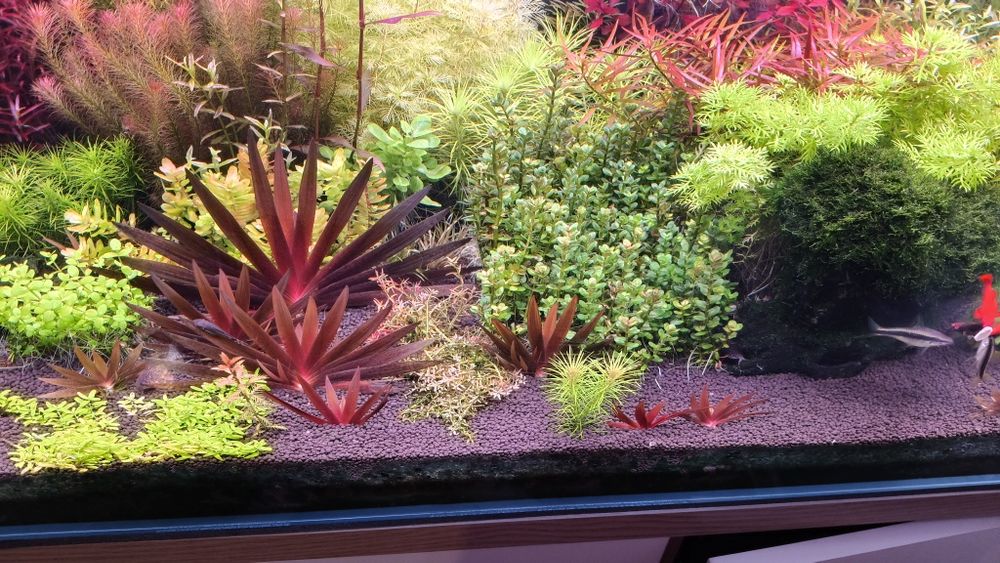 Sprzedam Xyris Sp. Red