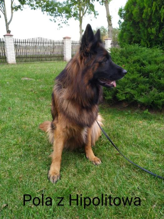 Szczenię suczka owczarek niemiecki długowłosy ZKwP/FCI